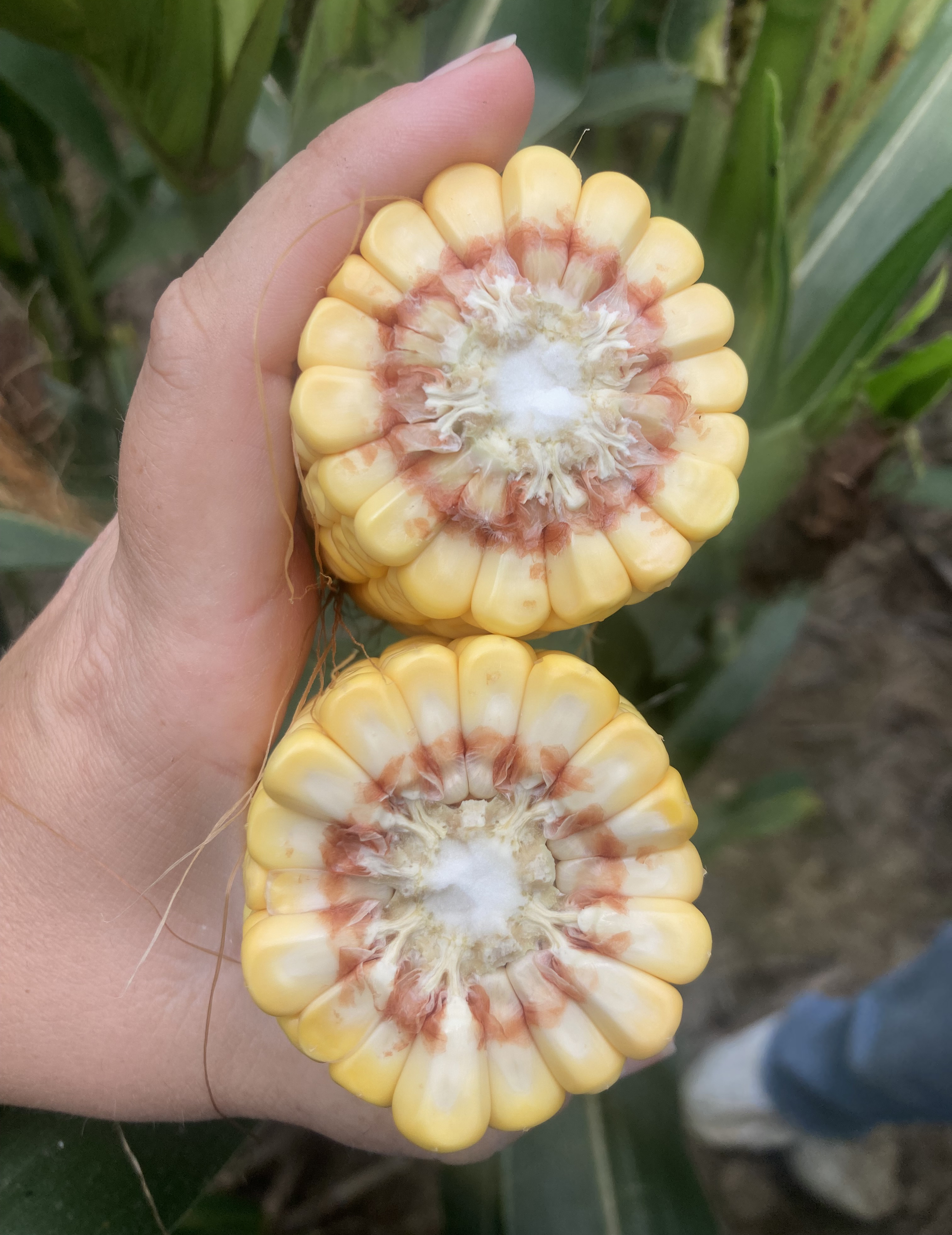 Hand holding two cross-sections of sweet corn ears at R5 stage, showing yellow kernels with reddish discoloration at the base and white pith in the center.